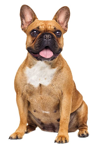 Wellness Care & Vaccination Programs