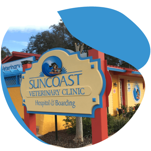Suncoast Veterinary Clinic in Valrico